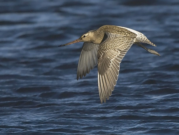 Punakuiri, Bar-tailed Godwit, Limosa lapponica